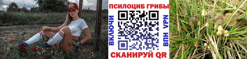 ссылка на мегу зеркало Кувандык Псилоцибиновые грибы Psilocybine cubensis цены наркотик