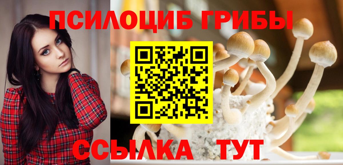 Галлюциногенные грибы Psilocybe Кувандык